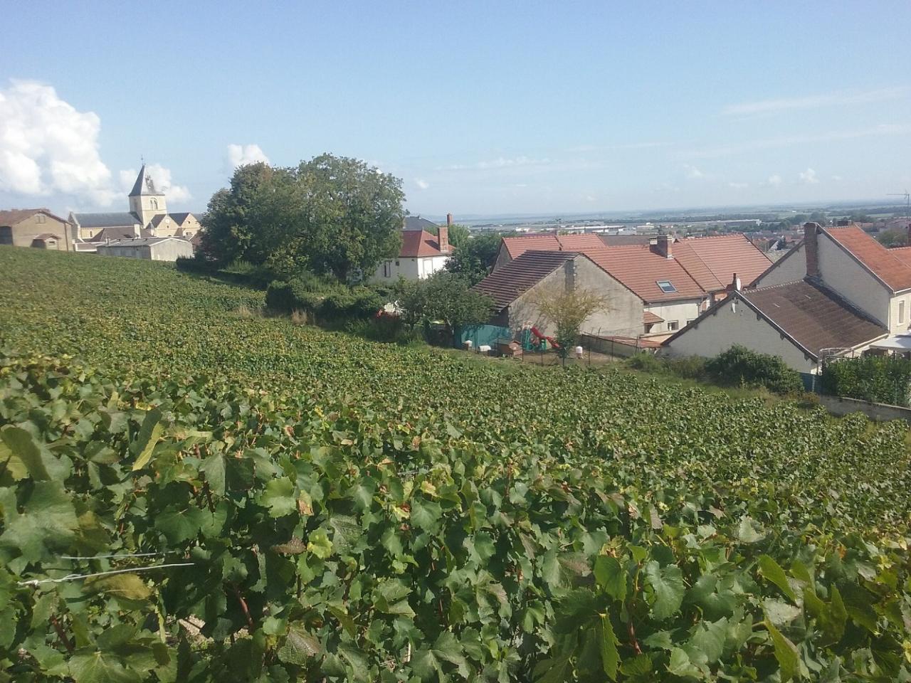 Première vigne terminée