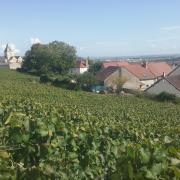 Première vigne terminée