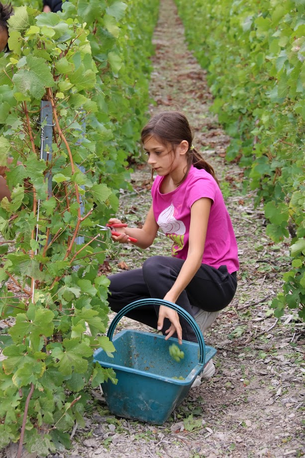 L'apprentissage de la cueillette