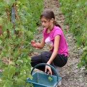 L'apprentissage de la cueillette