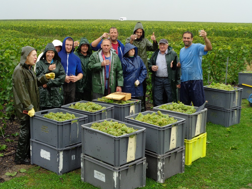 Photo fin de Vendanges 2015