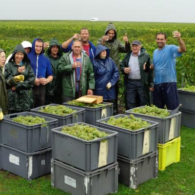 Vendanges 2015