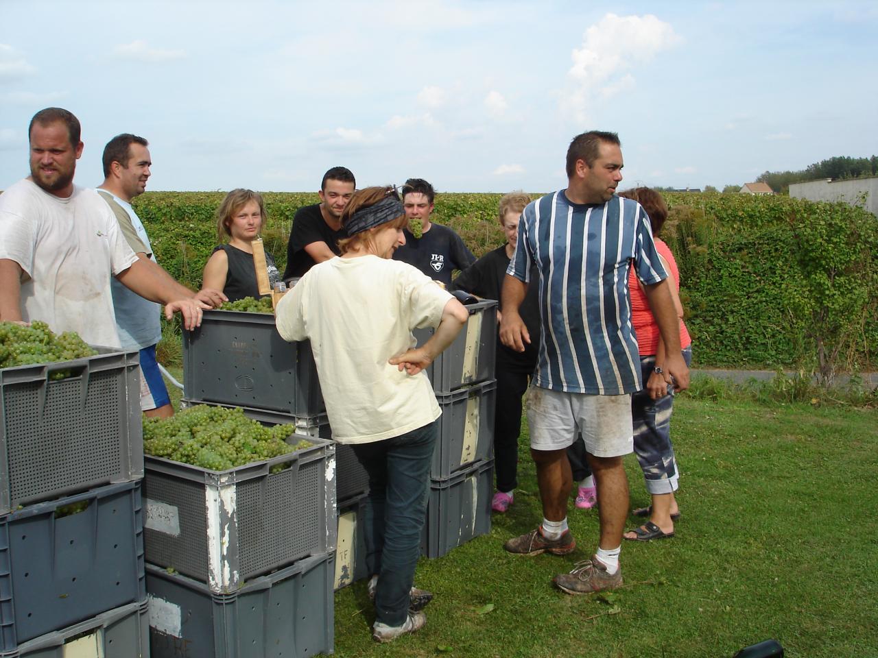 Fin de Vendanges