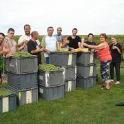 Photo fin de Vendanges 2014