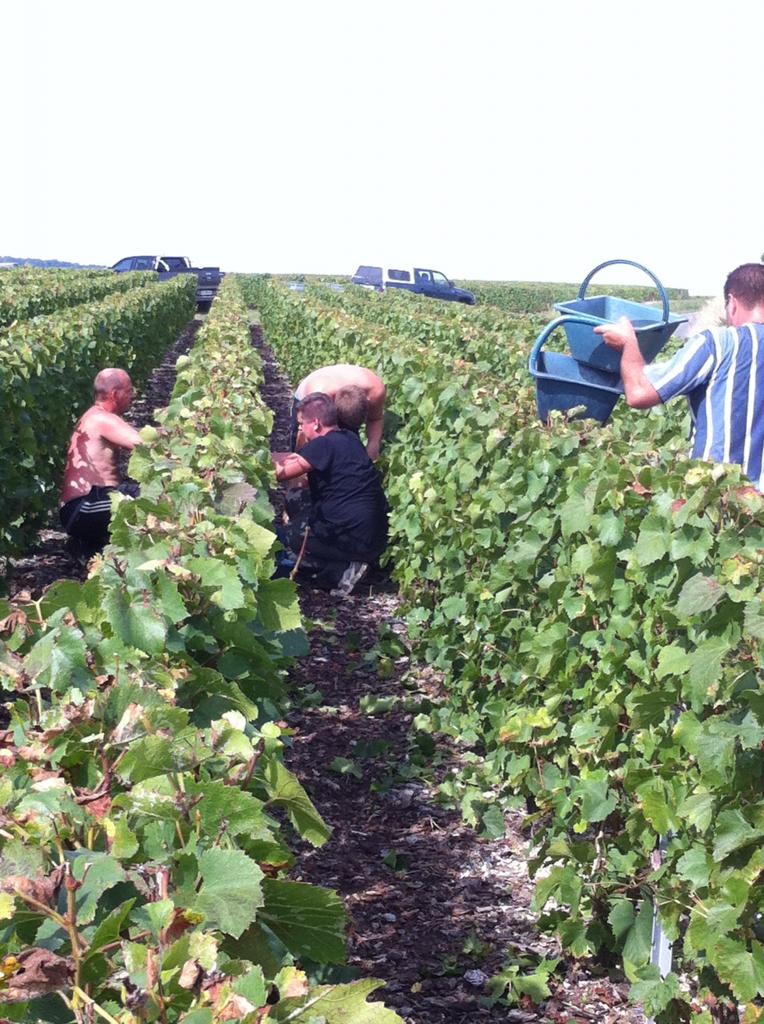 On cherche le raisin... et l'ombre !