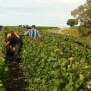 Dernière montée des Vendanges