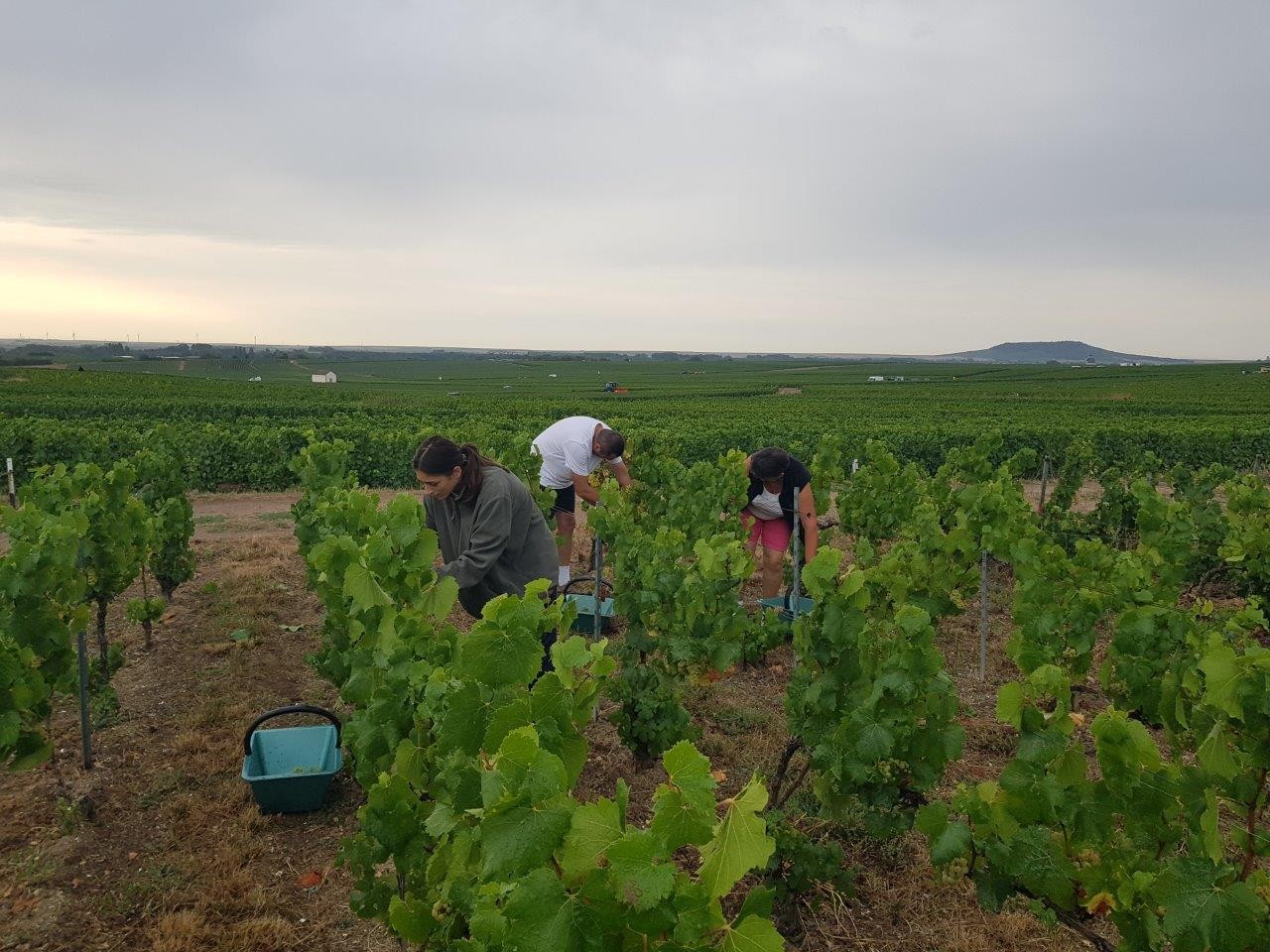 Vendanges 2022