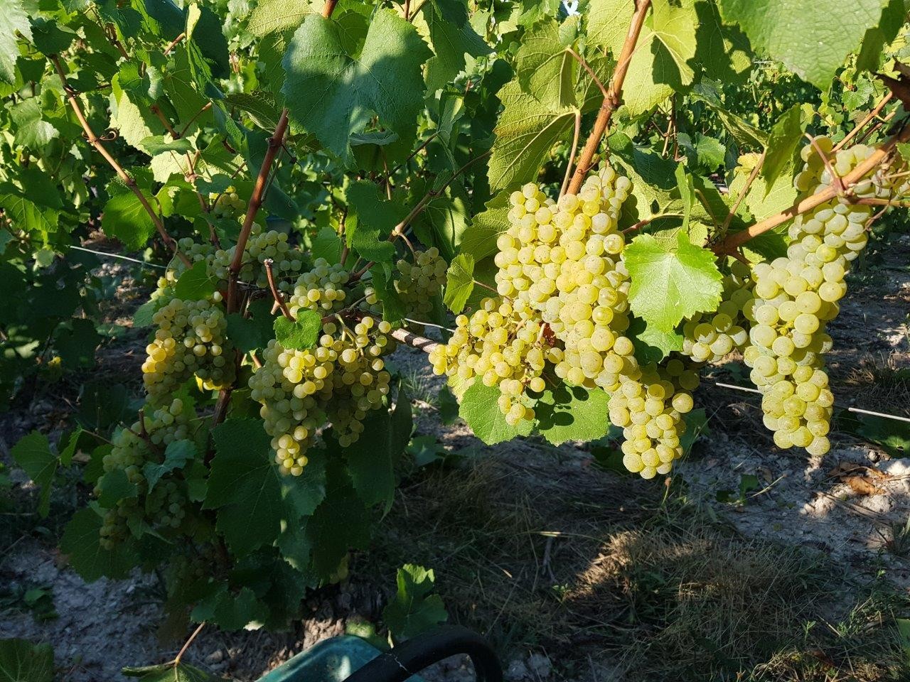 Vendanges 2022