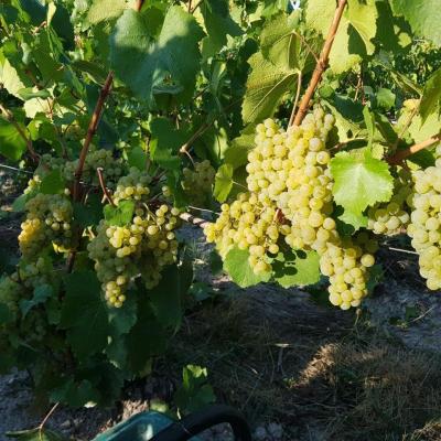 Vendanges 2022