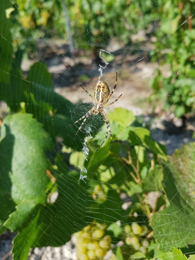 Vendanges 2022