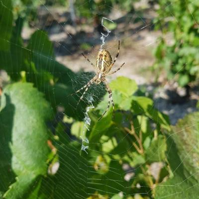 Vendanges 2022